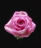 A full-blown pink rose against black background