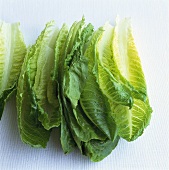 Romaine lettuce leaves