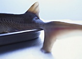 Fresh sturgeon (tail fin)