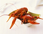 Cooked freshwater crayfish in bowl on white wooden background