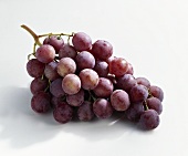Red grapes, variety: Palieri (Vitis vinifera) from Italy