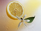 Zitronenhälfte (Citrus limon) mit Blüte und Blatt