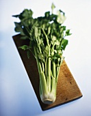 Celery (Apium graveolens var. dulce)