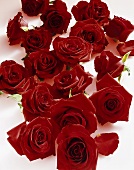 Red roses (Rosa spp.)