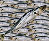 A mackerel with lots of mackerel in background