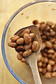 Soaked brown beans in bowl and on wooden spoon