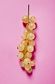 White currants on pink background