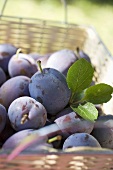 Fresh plums with leaves in a basket