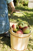 Child reaching for wooden bucket full of apples