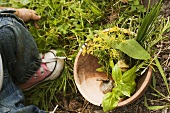 Child beside wooden bowl of fresh herbs in garden