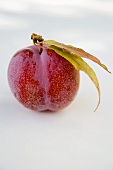 Red plum with stalk and leaves