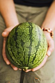 Person holding a fresh watermelon