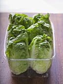 Several fresh lettuces in a plastic container