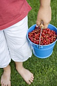 Child holding a small bucket of redcurrants