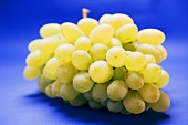 Green grapes on blue background