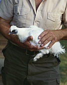 Mann hält lebendiges weisses Huhn