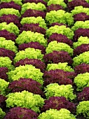 Lettuce field (detail)