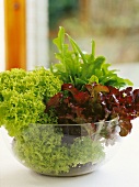 Various lettuces in a glass dish
