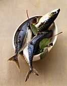 Three mackerel in a bowl
