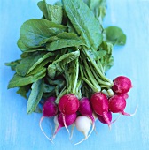 Red and white radishes with leaves