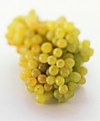 White table grapes