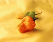 Two mini-peppers on yellow background