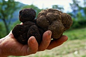 Hand holding black truffle