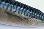 Mackerel (close-up)