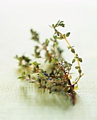 Thyme