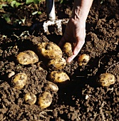 Digging up potatoes in garden (Sieglinde variety)