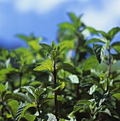 Peppermint (outdoors)