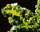 Kale leaf