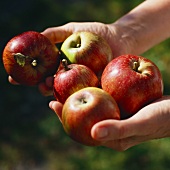 Hände halten fünf Äpfel (Sorte: Rheinischer Krummstil)