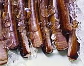 Several razor shells with ice cubes