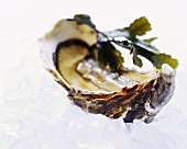 Opened oyster