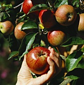 Picking apples (variety: Rheinischer Krummstiel)