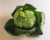 A white cabbage