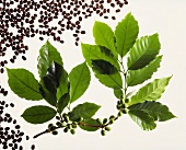 Zweig einer Kaffeepflanze und geröstete Kaffeebohnen
