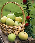 Grüne Äpfel in einem Korb