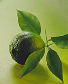 A lime with leaves