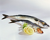 A mackerel and a herring