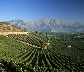Errazuriz Winery, Panquehue Aconcagua Valley, Chile