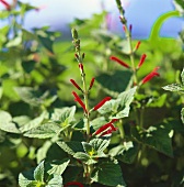 Flowering pineapple sage in the open air