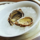 Frische Austern auf zerstossenem Eis