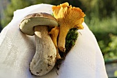 Two chanterelles and a cep