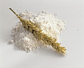 Wheat flour with ear of wheat