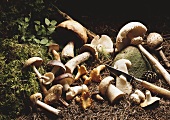 Assorted mushrooms on forest floor