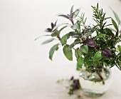 Fresh herbs in glass