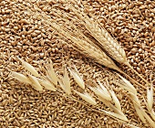 Still life with wheat and oats