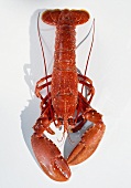 A European lobster, cooked